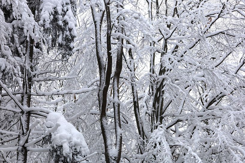 Winter in Upper Lusatia by Thomas Jäger