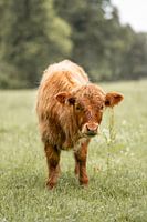 Junger Highlander auf einem Feld