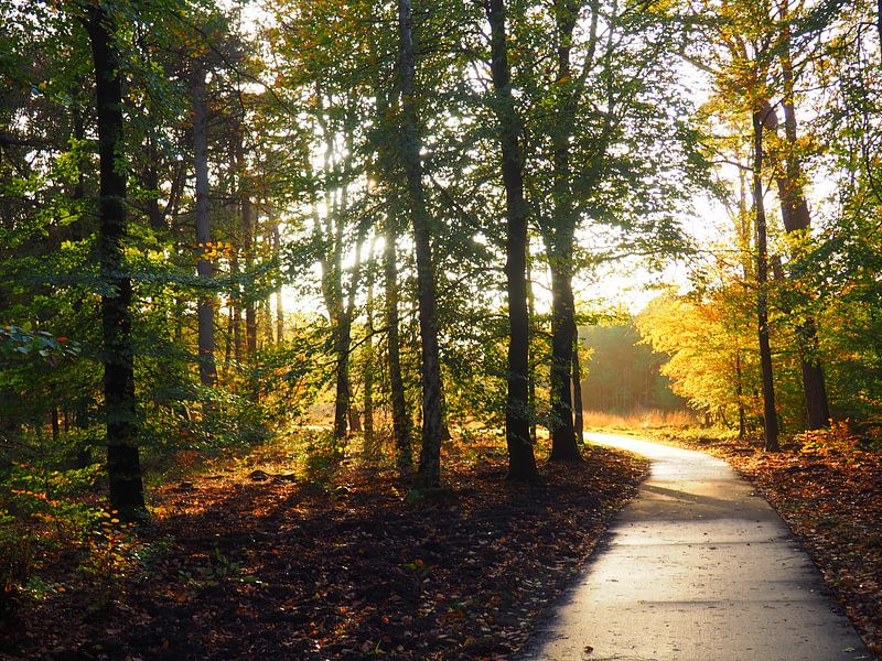 Forest by suzanne dul
