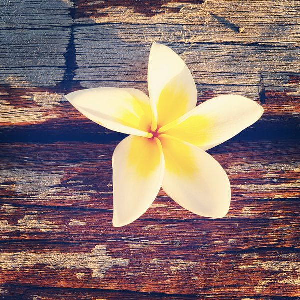 Bloem van een frangipani op verweerd hout van Susanne Pieren-Canisius