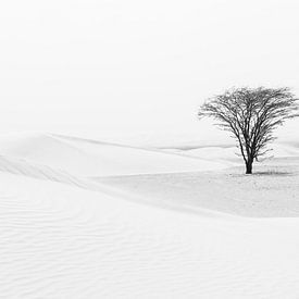 Eenzame boom in de woestijn