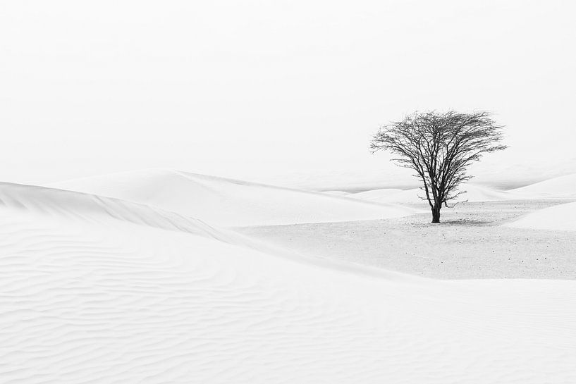Arbre solitaire dans le désert par Photolovers reisfotografie