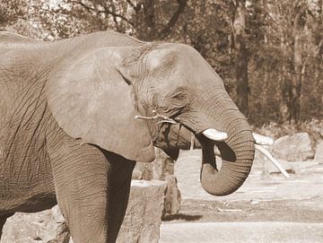 Elefant in Sepia von Jose Lok