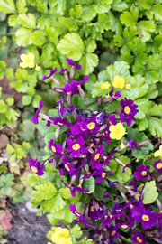 The first flowers in the Emsland garden by Bianca Meyering Fotos - BMF