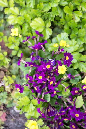 De eerste bloemen in de Emsland-tuin.