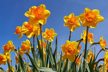 Close-up of yellow daffodils in a bulb field during spring