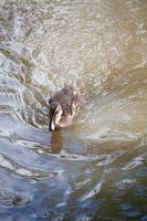 Duckling