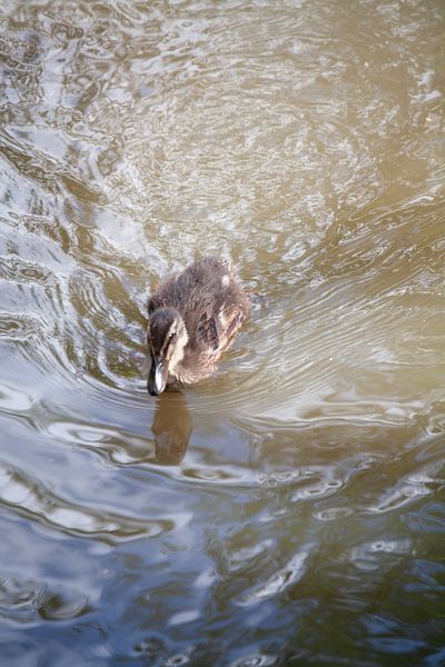 Duckling by HIELKO VISSER