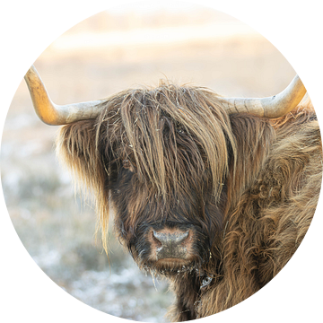 Portret van een Schotse hooglander in winterse omstandigheden van KB Design & Photography (Karen Brouwer)