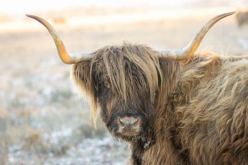 Portret van een Schotse hooglander in winterse omstandigheden van KB Design & Photography (Karen Brouwer)