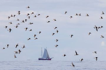 Oystercatchers fly in front of ship by Anja Brouwer Fotografie