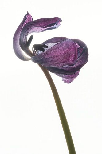 Gedroogde tulp met tegenlicht