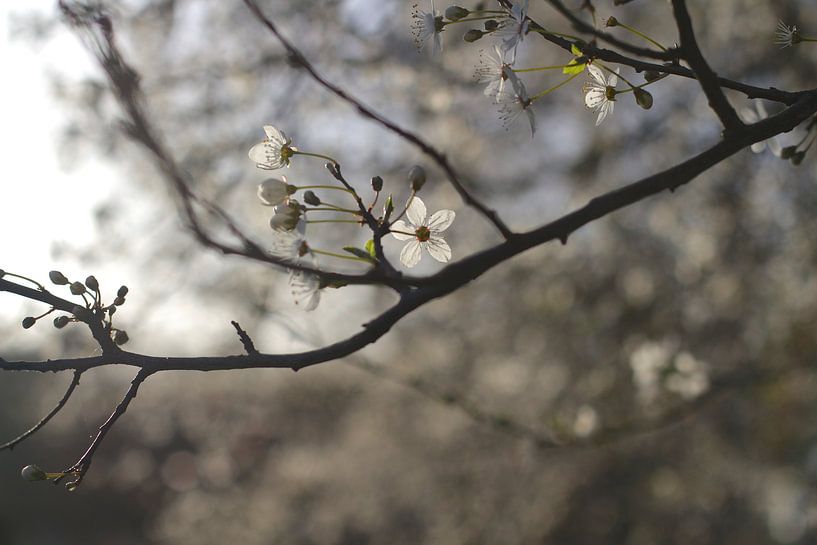 Spring blossom by Marianna Pobedimova