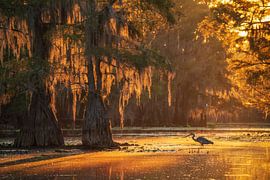 Sunrise in the swamp by Martin Podt