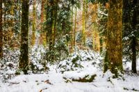Wald im Winterschlaf