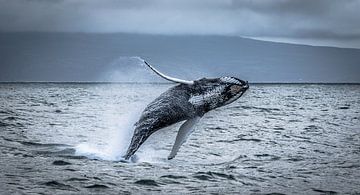 Springende walvissen in IJsland van René van Leeuwen
