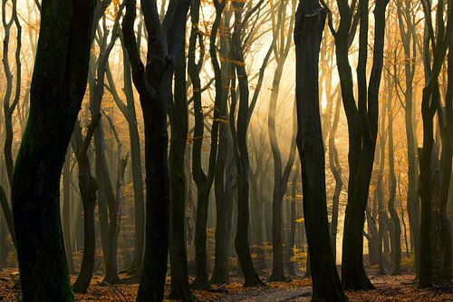 dansende bomen