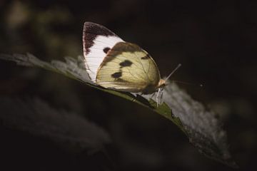 Large white butterfly van Sandra Hazes