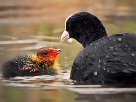 The coot with its young by Maickel Dedeken