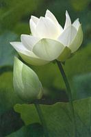 HOLY BLOSSOM