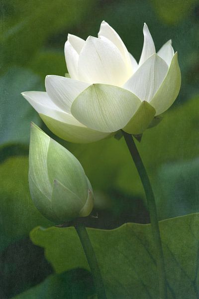 HOLY BLOSSOM von Thomas Herzog