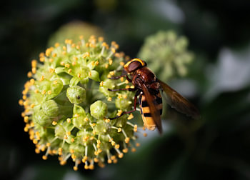 Busy bee