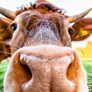 Natte neus koe in Twente, Nederland van okkofoto thumbnail
