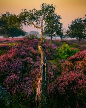 Oude boom in heideveld van Björn van den Berg