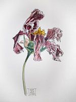 Vergankelijkheid - dode bloemen 2