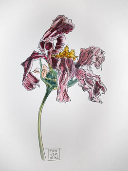 Vergankelijkheid - dode bloemen 2