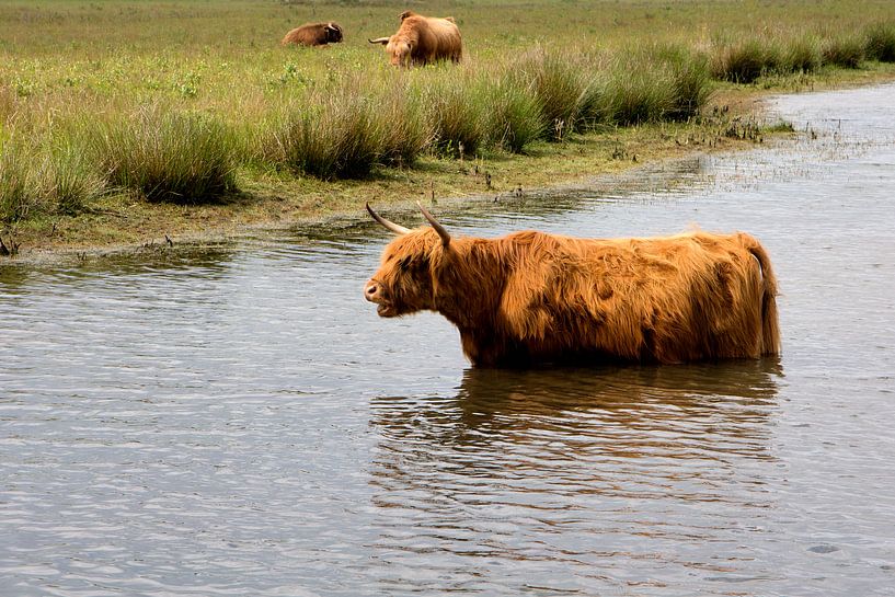 Schottischer Hochländer badet von Carin Klabbers