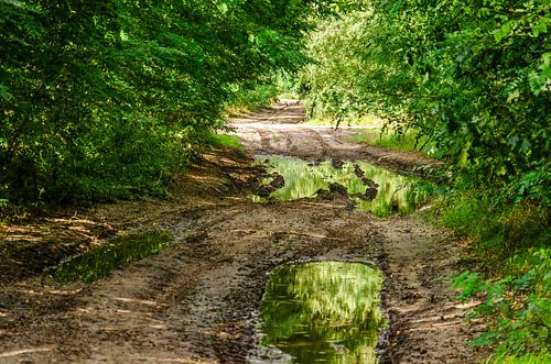 Forest path reflection