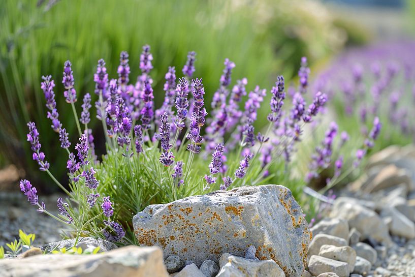 Lavender flowers in bloom next to grey-brown rocks by Art & Soul Creations