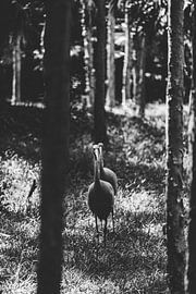 Parade der einheimischen Vögel im australischen Zoo