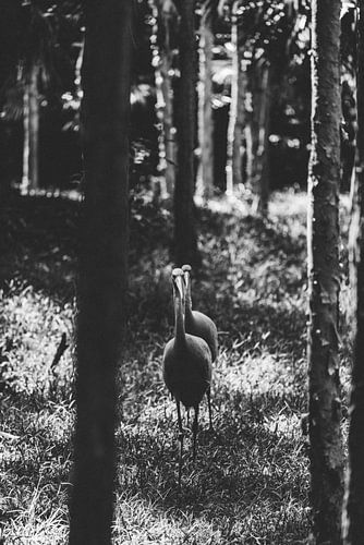 Paraderende inheemse vogels in de Australian Zoo