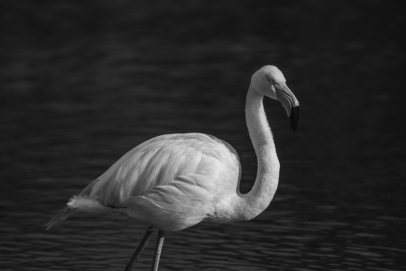 Elegant Flamingo fine art zwart wit van Femke Ketelaar
