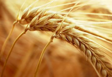 the barley is ripe by patrick verweire