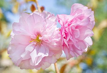 Roze kersenbloesem macro van Iris Holzer Richardson