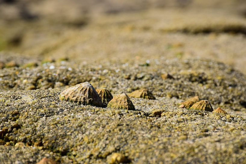 Time details: Shells in Breton rocks by Ingrid de Vos - Boom