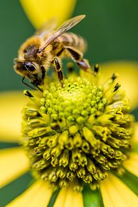 Bee on flower sur Wouter Sikkema