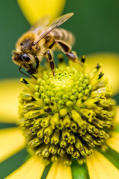 Bienen von Wouter Sikkema