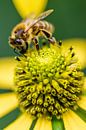 Bienen von Wouter Sikkema Miniaturansicht