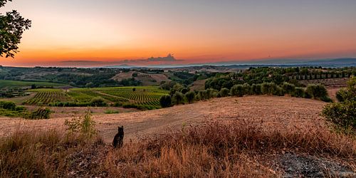 Coucher de soleil en Toscane avec un chat au premier plan.
