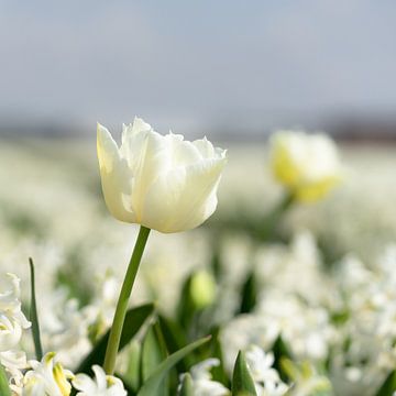 De wachter van Floris van Woudenberg