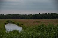 Idyllische Landschaft auf der Halbinsel Fischland-Darß-Zingst an der Ostsee von David Esser Miniaturansicht