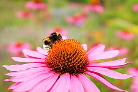 Hummel auf Purpur-Sonnenhut von Dianne van der Velden