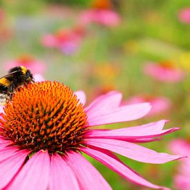 Hommel op Rode zonnehoed van Dianne van der Velden