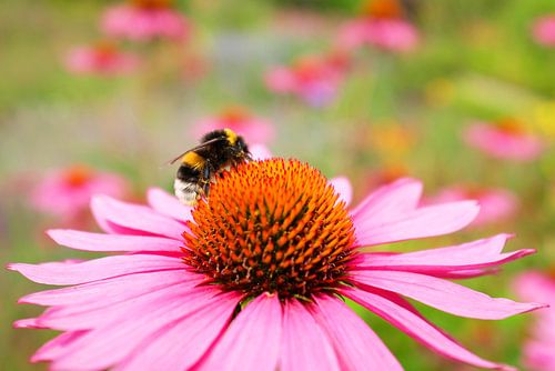 Hummel auf Purpur-Sonnenhut