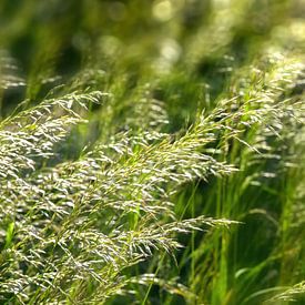 bloeiende grassen in de wind met vage lichten van Dörte Bannasch