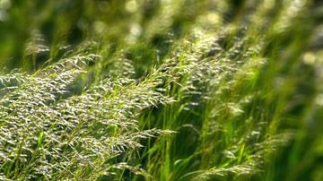 bloeiende grassen in de wind met vage lichten van Dörte Bannasch